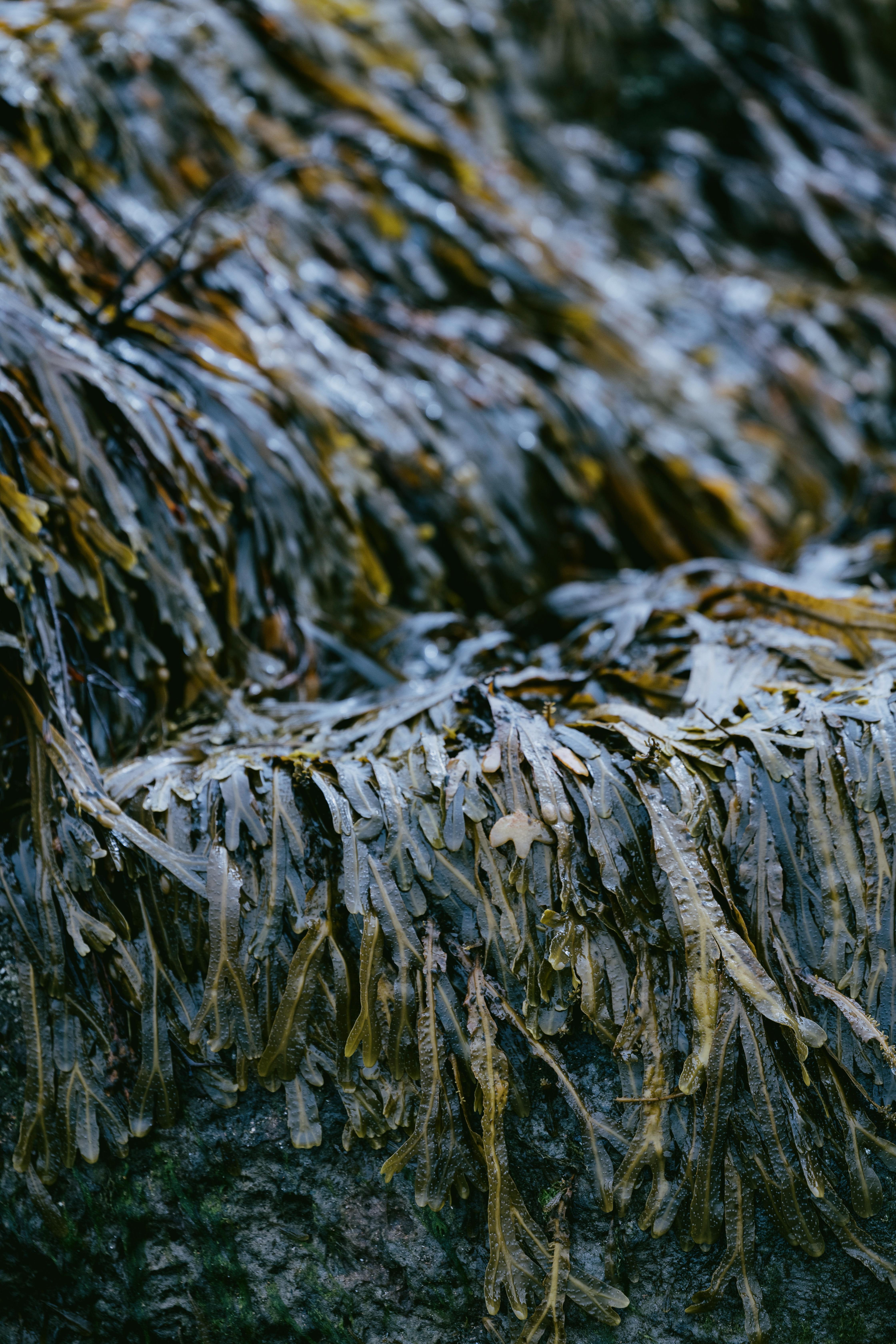 Hotel Dornoch Station Exteriér fotografie Seaweed